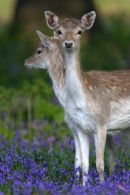 Fallow_Deer